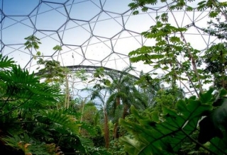  Bioma de la selva tropical 